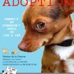Journée adoption
